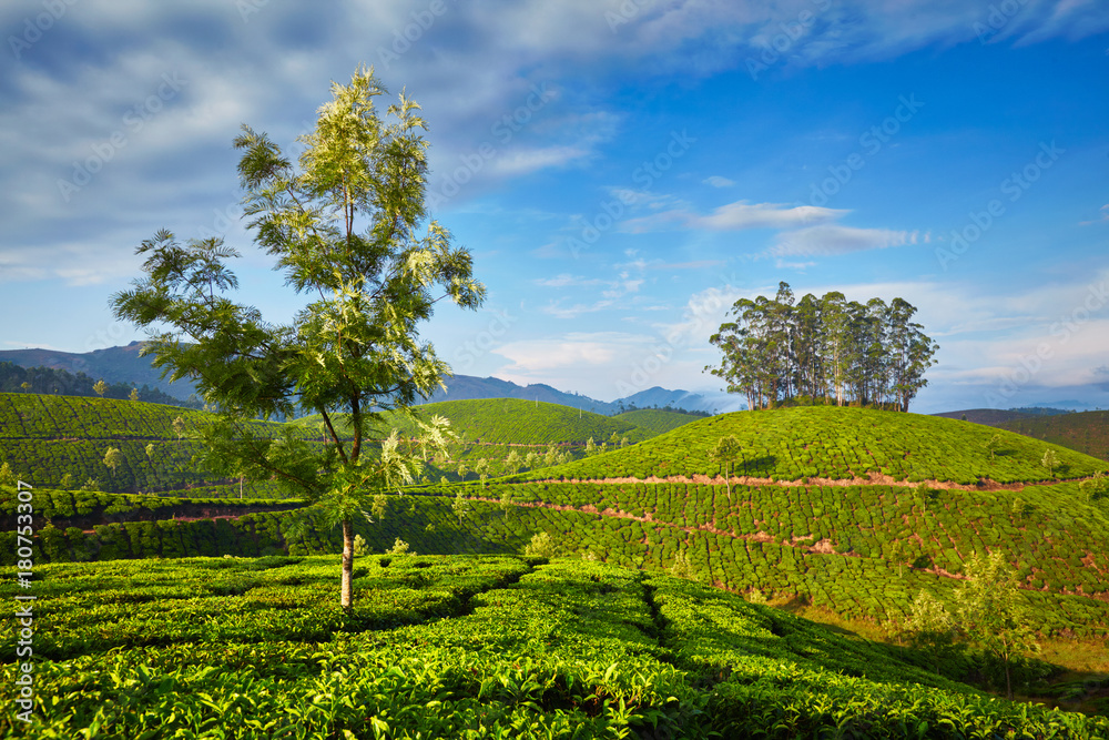 Tea plantation in the morning, India