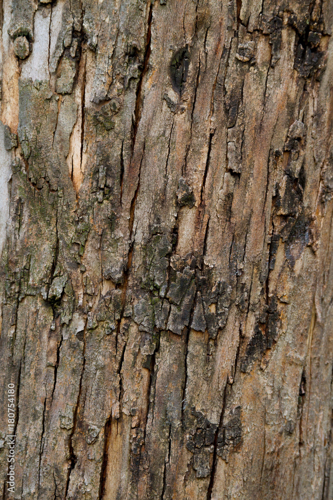 Obraz premium Wood textures