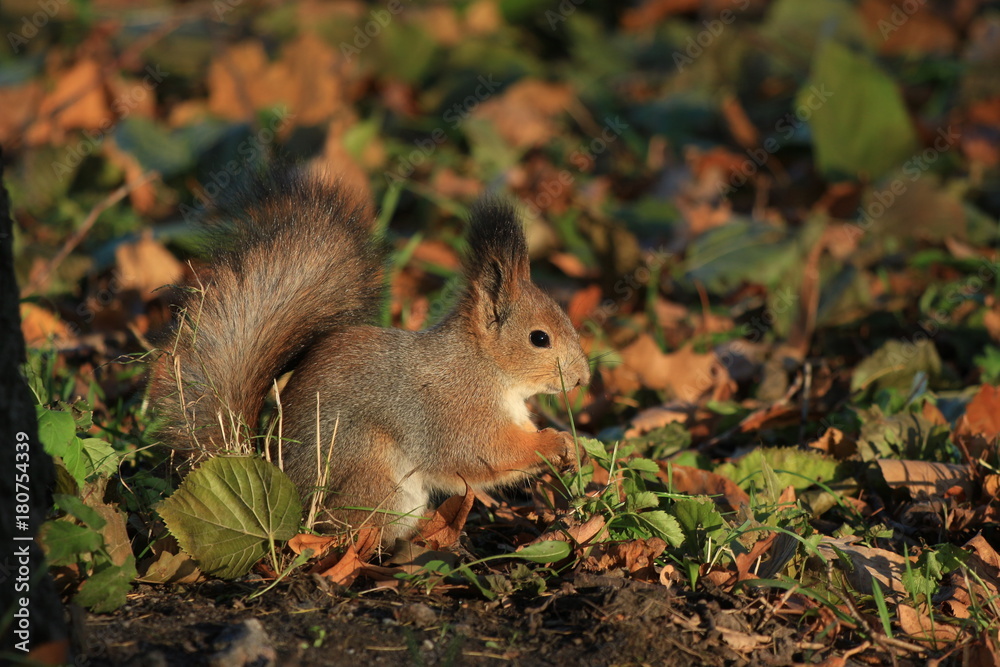 fluffy squirrel in the park fluffy squirrel in the park