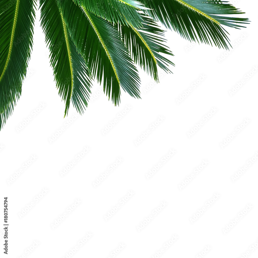 tropical palm sammer frame