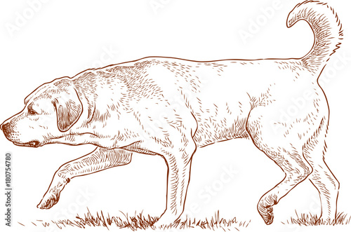 Retriever is hunting