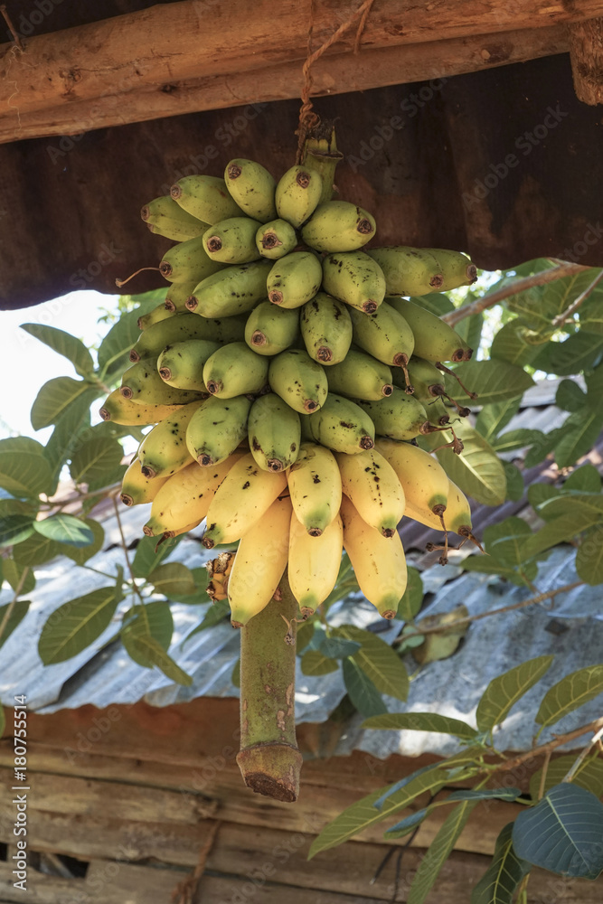 hanged ripe and unripe bananas