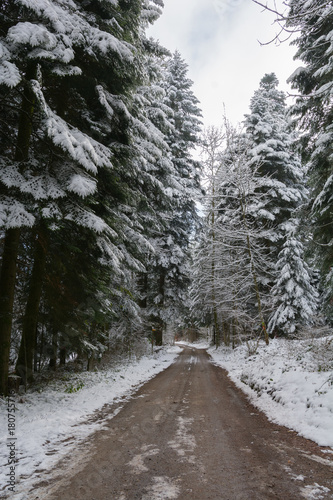 Wallpaper Mural Strasse im Winter mit Schnee im Wald  Torontodigital.ca