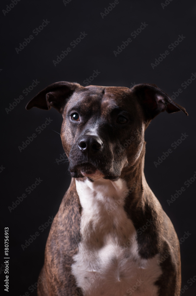 Pitbull terrier portrait at studio