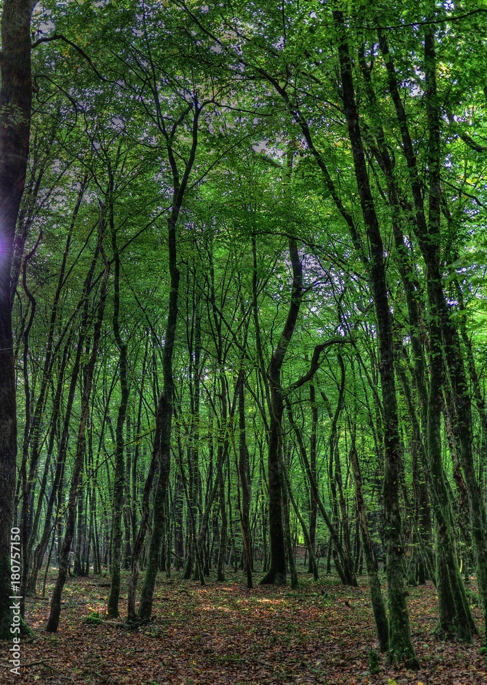 Forêt de la Rousse, Simandre-sur-Suran, Ain, France