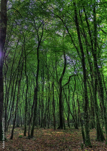 Forêt de la Rousse, Simandre-sur-Suran, Ain, France © Jorge Alves