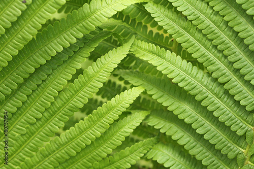 Sprout and bud fern close-up, macro. Green background of fern. Beautiful fern leaves green foliage natural floral fern background. Sprout and bud of fern. photo