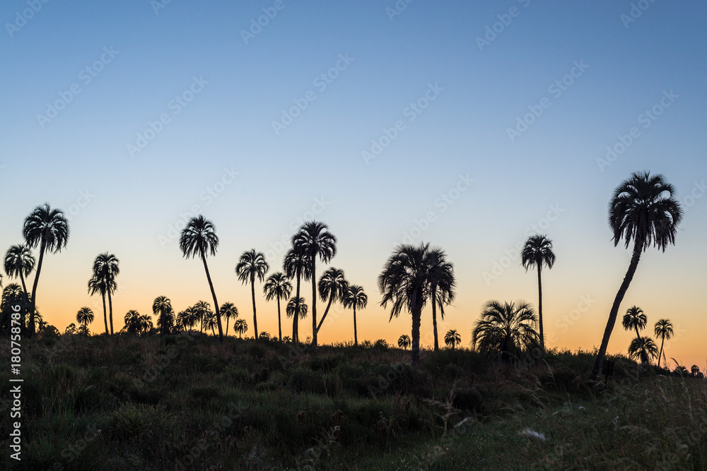 Sunrise on El Palmar National Park, Argentina Sunrise on El Palmar National Park, Argentina