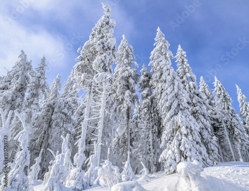 Winter view in the forest. Christmas trees in the snow.