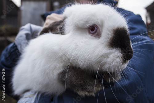 A white rabbit is sitting in the hands of a girl in a blue jacket on a farm. Rabbit looks carefully.