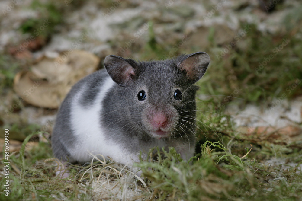 Hamster auf Sand und Moos guckt direkt in die Kamera Hamster auf Sand und Moos guckt direkt in die Kamera