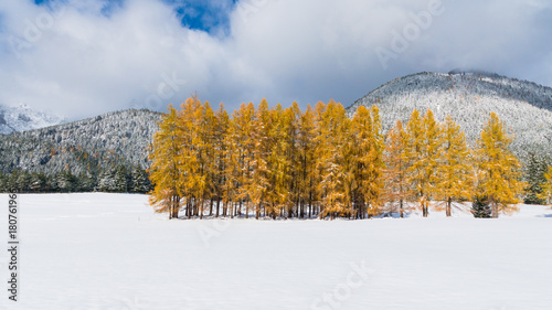 schön gefärbte herbstliche Baumgruppe im ersten Schnee
