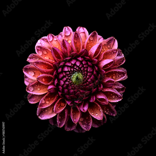 Orange, purple and green symmetrical wet dahlia on black