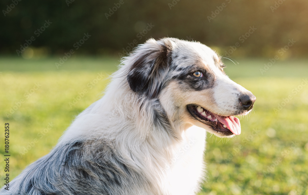 Dog posing outdoors
