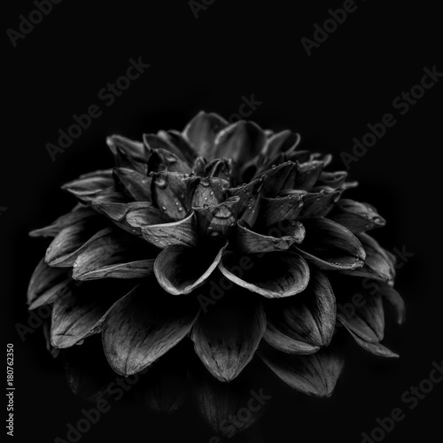 Dahlia against plain background, black and white photo