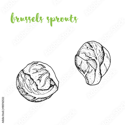 Brussels sprouts vector illustration. Engraved image. Sketch food illustration. Vegetable hand drawn.