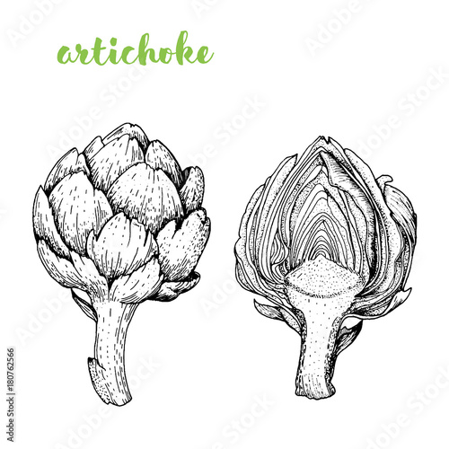 Artichoke vector illustration. Engraved image. Sketch food illustration. Vegetable hand drawn. photo