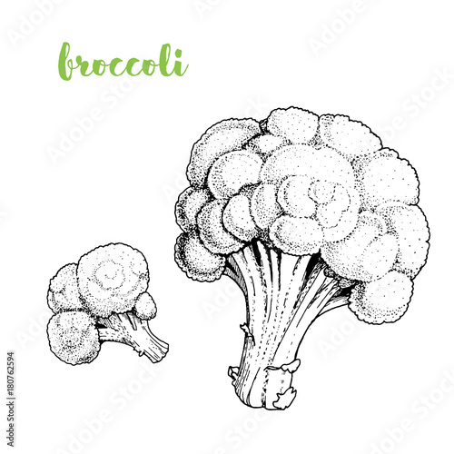 Broccoli vector illustration. Engraved image. Sketch food illustration. Vegetable hand drawn.