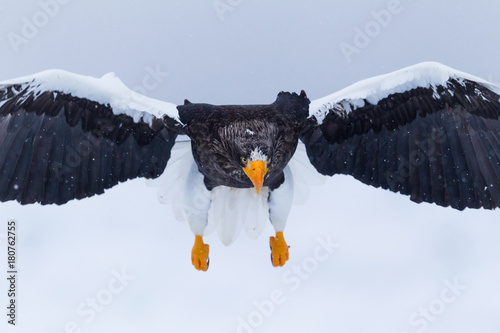 Seeadler in Rausu, Hokkaido, Japan photo