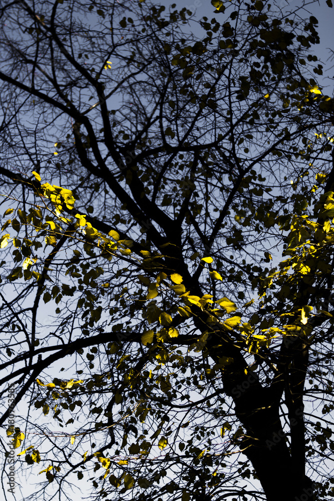 Yellow leaves on black brunches Yellow leaves on black brunches