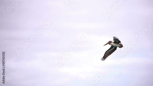 A Brown Pelican just after it takes off with its feet hanging down and wings above its head photo