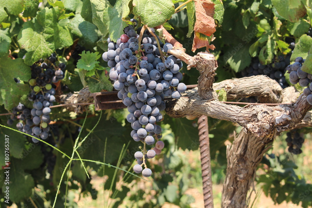 Bunch of red wine grapes on vine in a vineyard near Stavros Beach in Crete Island, Greece. 