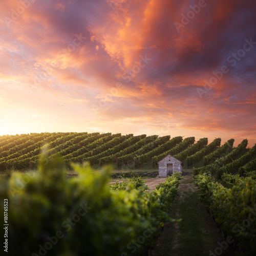 Foto Vignoble français
