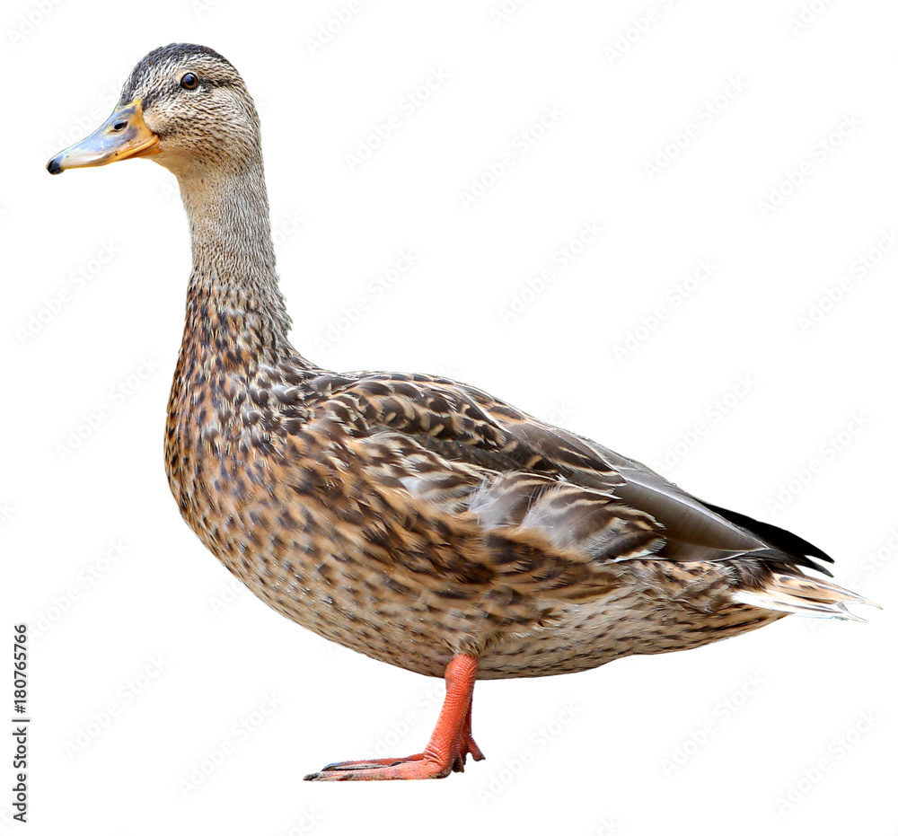 Female Mallard with clipping path, standing in front of isolated on white background Female Mallard with clipping path, standing in front of isolated on white background