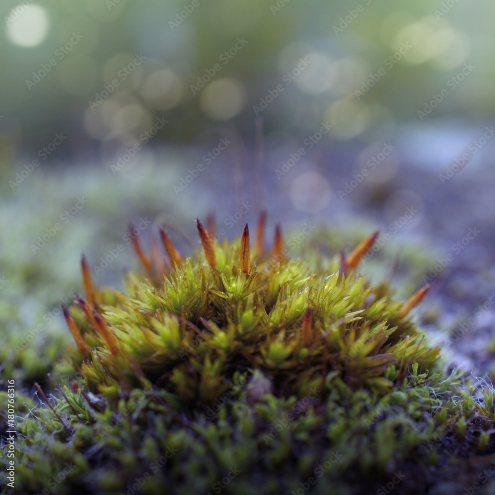 Moss, close-up