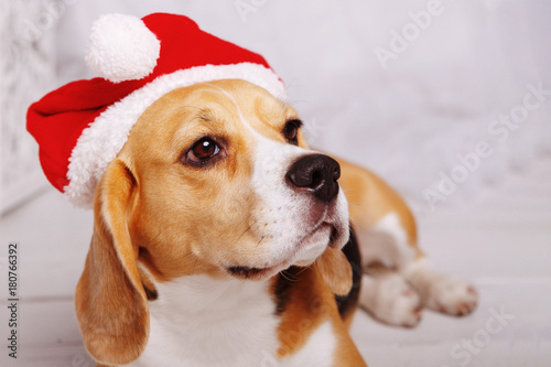 cute beagle in Santa © olgasparrow