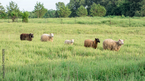 Line of Sheep Walking Through Tall Grass