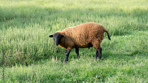 Finn Sheep Standing in Grassy Field
