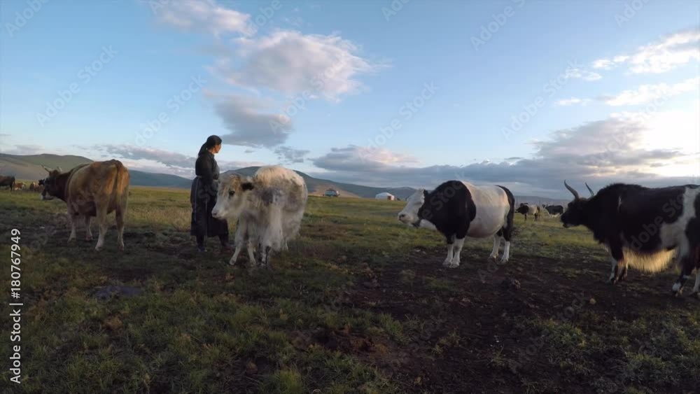 Mongolian nomad woman milking her yaks and cows in early morning Stock ...