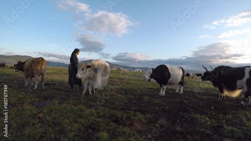 Mongolian nomad woman milking her yaks and cows in early morning