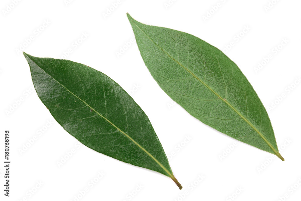 laurel leaf isolated on white background. Fresh bay leaves. Top view