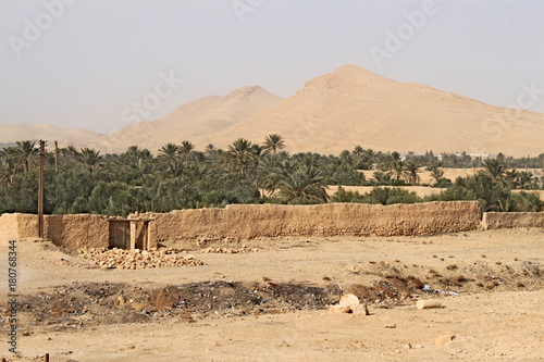Oasis with palm trees in Palmyra - ancient city on syrian desert