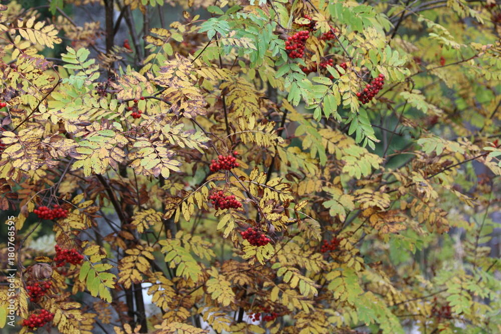 Fototapeta premium Woodland berries