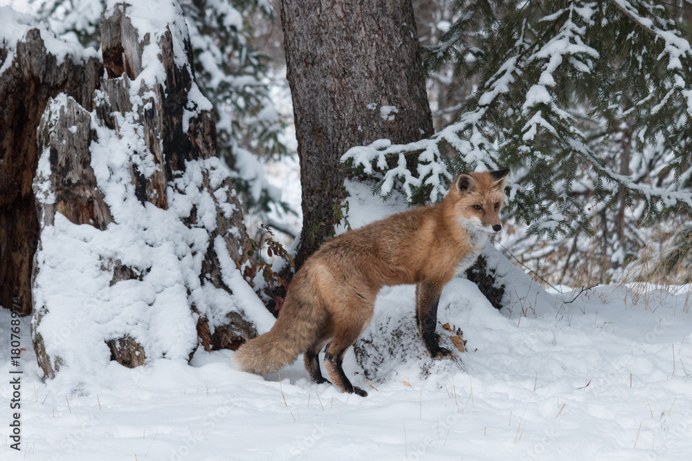 Red Fox Red Fox