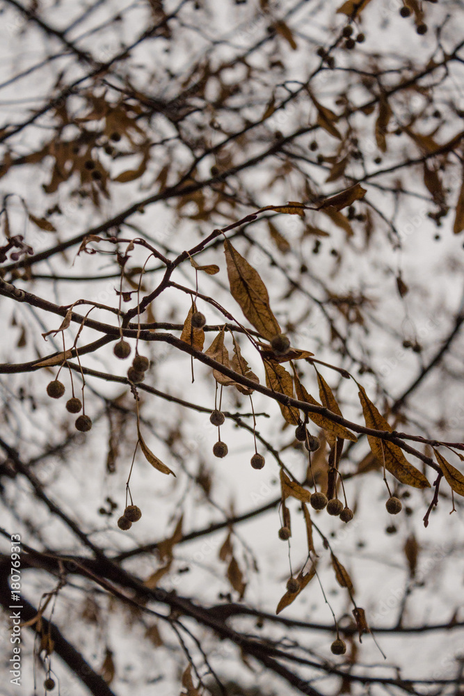 Lime branches in autumn with round seeds and leaves. Lime branches in autumn with round seeds and leaves.