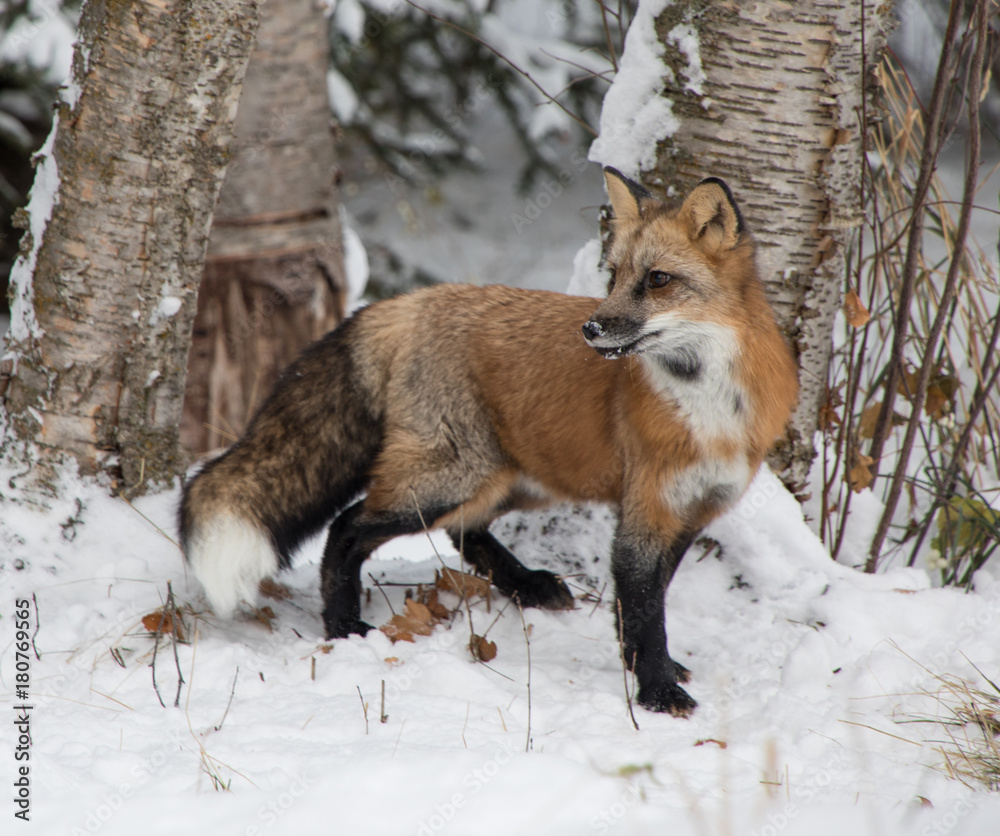 Fototapeta premium Red Fox
