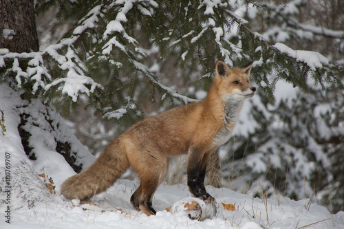 Red Fox © Teresa