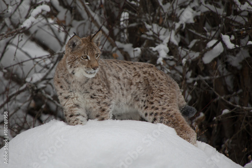 Siberian Lynx Kitten