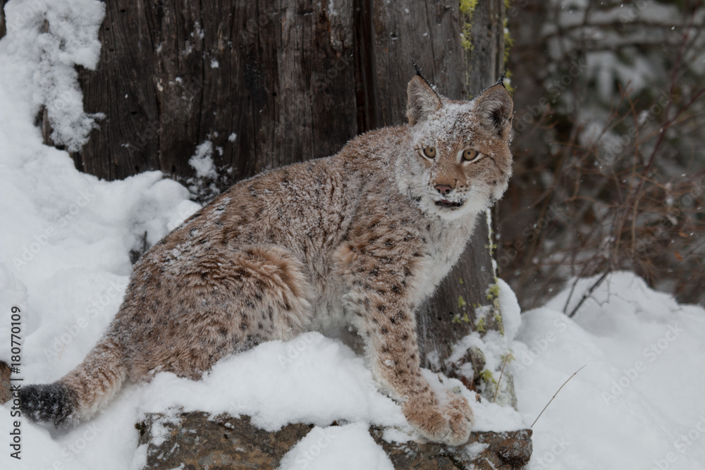 Siberian Lynx Kitten