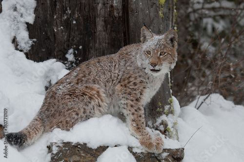 Siberian Lynx Kitten © Teresa