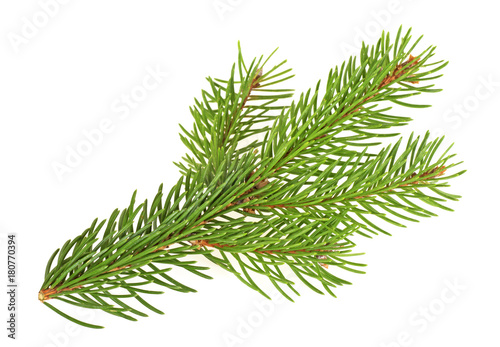 Branch of Christmas tree isolated on a white background