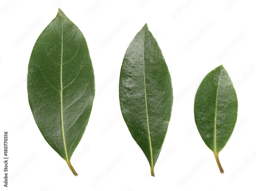 laurel leaf isolated on white background. Fresh bay leaves. Top view - obrazy, fototapety, plakaty 