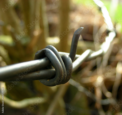 Close-up view of a barbed wire fence in forest