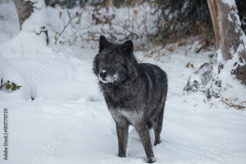 Tundra Wolf © Teresa
