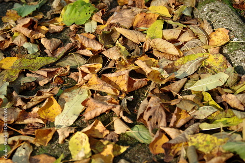 opadłe liście jesienne © Henryk Niestrój