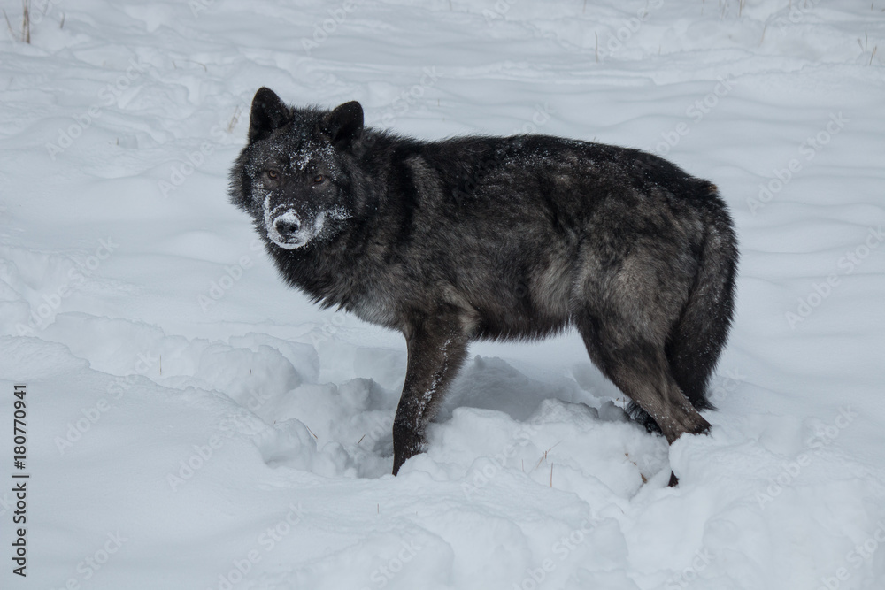 Fototapeta premium Tundra Wolf